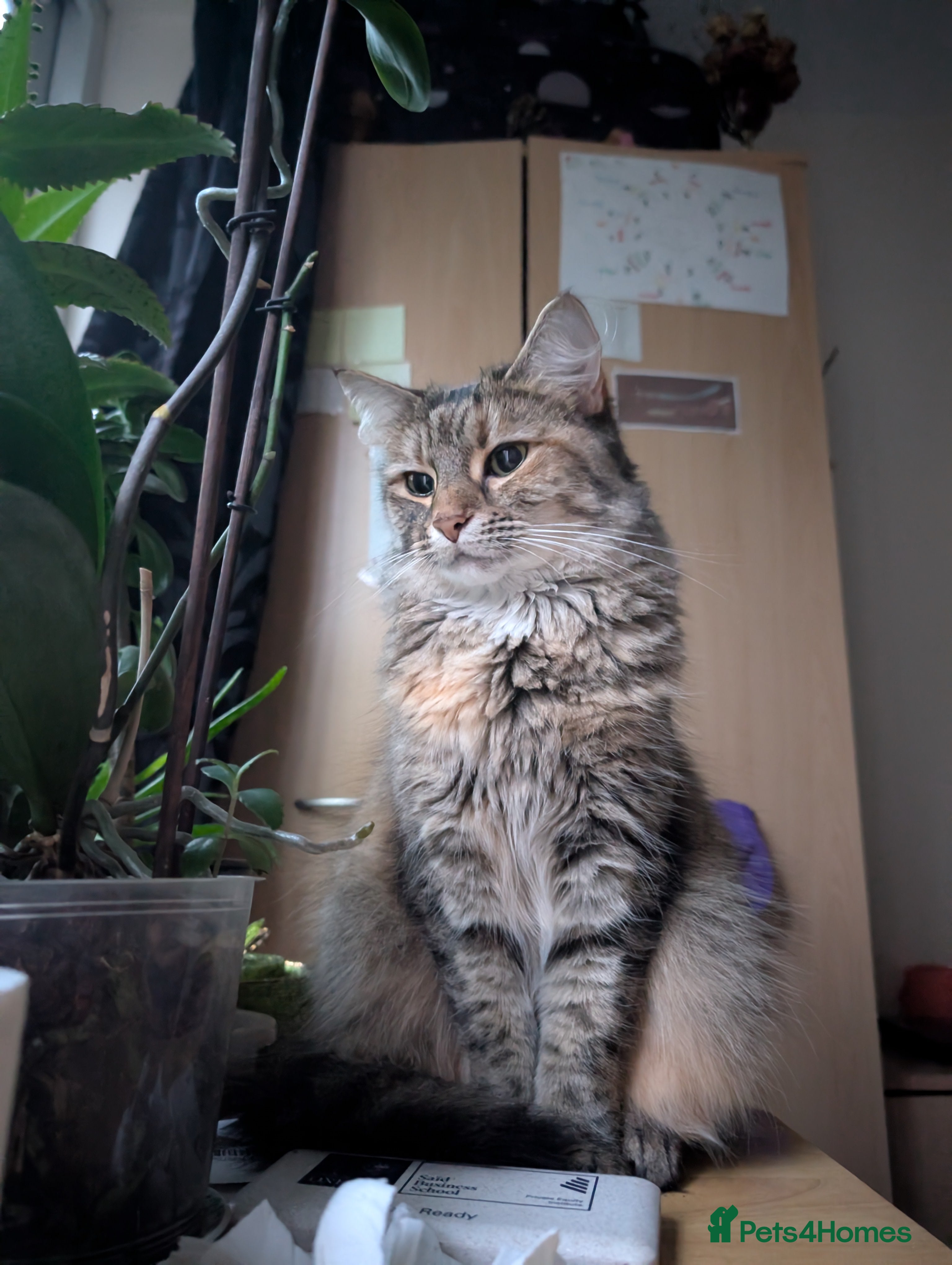 Mixed Breed cats Ayva-Loving cat look for a new home - Advert 17