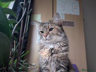 Mixed Breed cats Ayva-Loving cat look for a new home - Advert 17