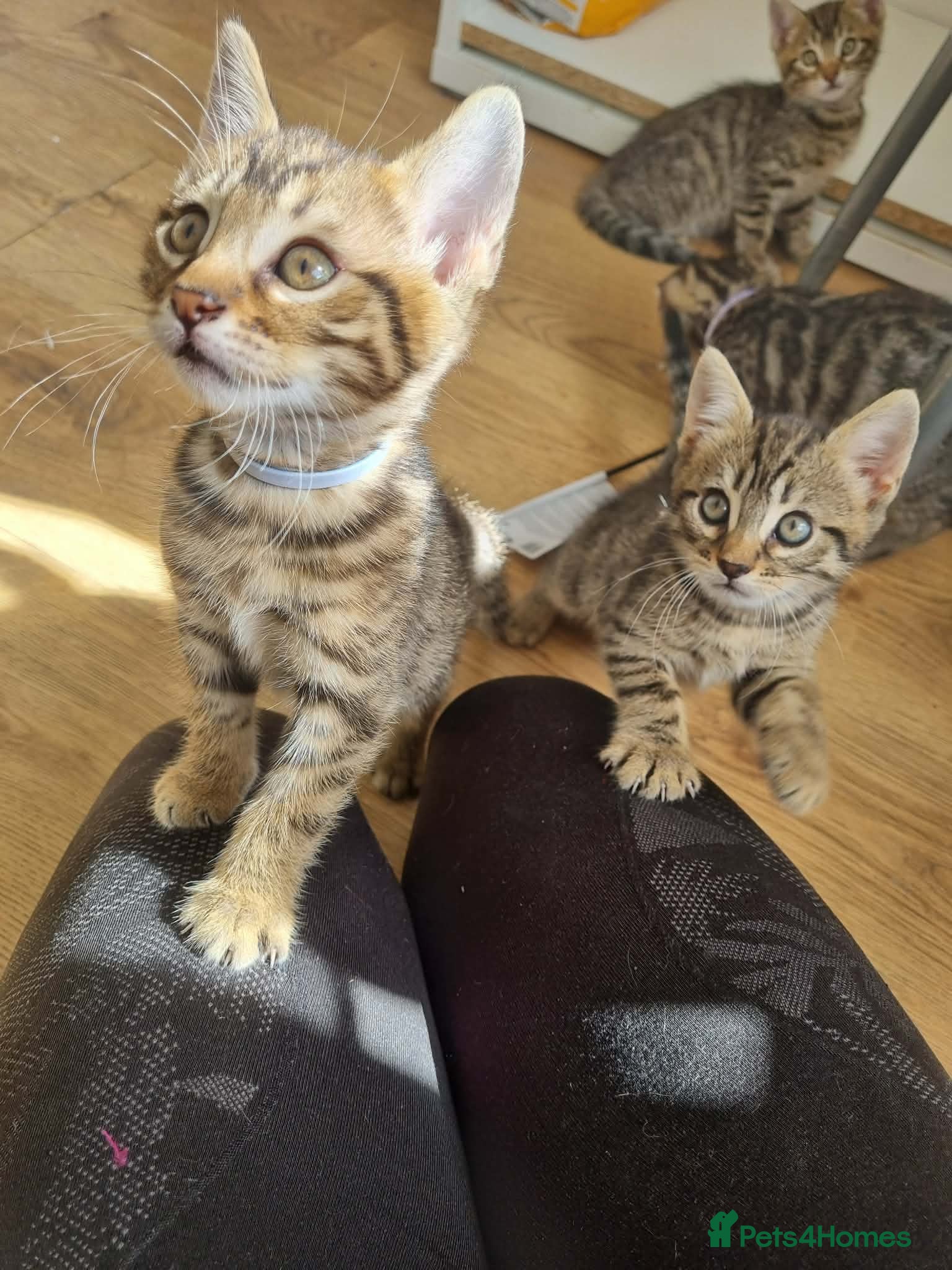 Bengal cats for sale: Bengal Kittens looking for home🐾 - Advert 1