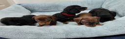 Miniature Dachshund dogs for sale: Miniature dachshund puppies  - Advert 2