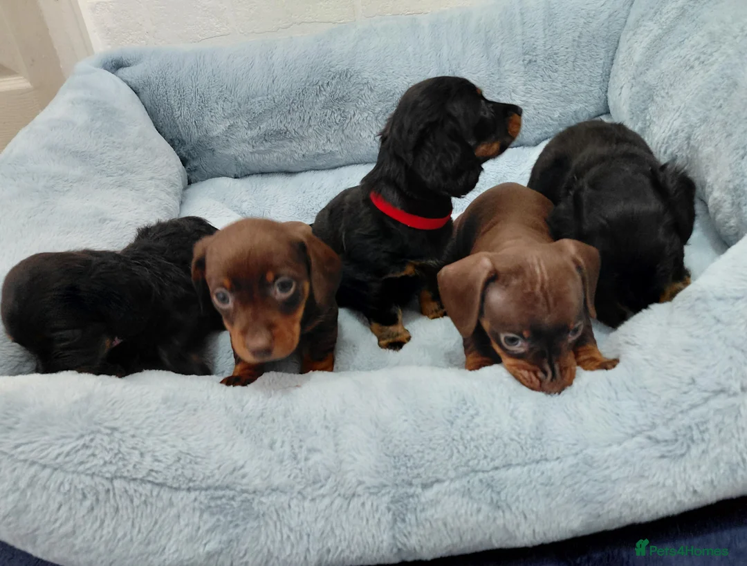 Miniature Dachshund dogs for sale: Miniature dachshund puppies  - Advert 2