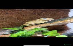 Frog reptiles for sale: 3 White tree frogs  - Advert 1