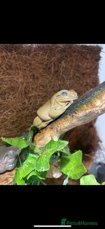 Frog reptiles 3 White tree frogs - Advert 1