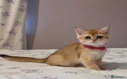 Scottish Fold cats for sale: Scottish fold Golden chinchilla  - Image 6