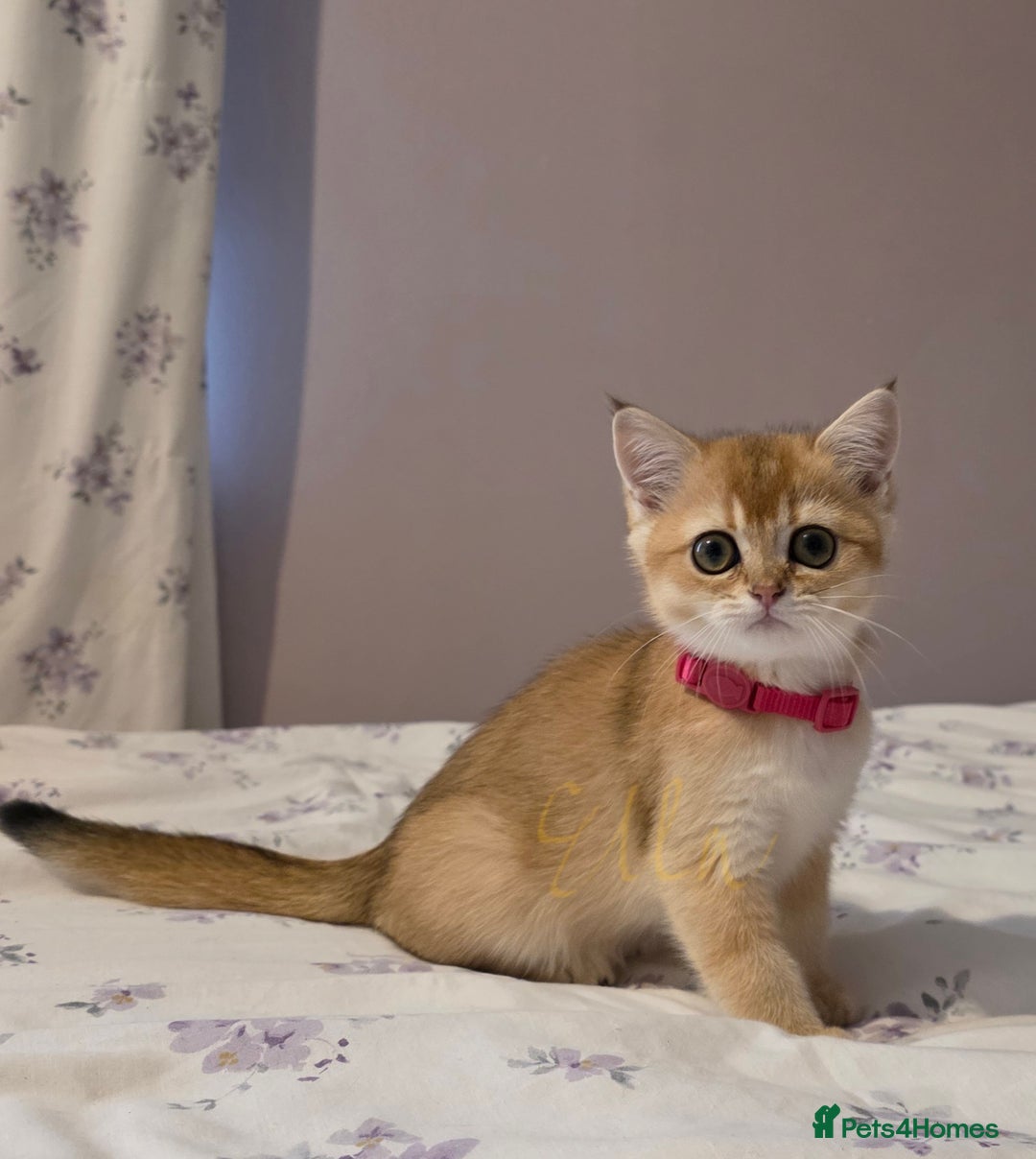 Scottish Fold cats for sale: Scottish fold Golden chinchilla  - Image 6