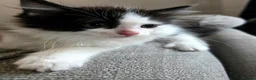 Ragdoll cats for sale: Beautigul anf Fluffy Ragdoll Cross kittens - Advert 9
