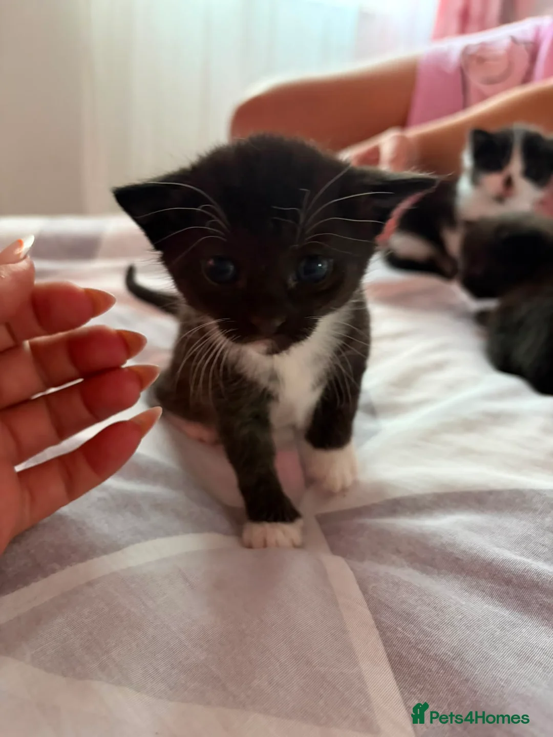 Mixed Breed cats for sale: Kittens  in Wellingborough - Advert 8