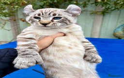 Savannah cats for sale: Awesome snow leopard Keetso male  - Image 11