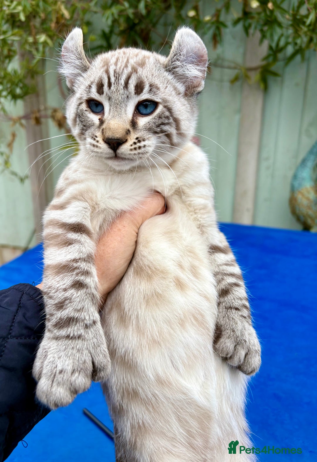 Savannah cats for sale: Awesome snow leopard Keetso male  - Image 11