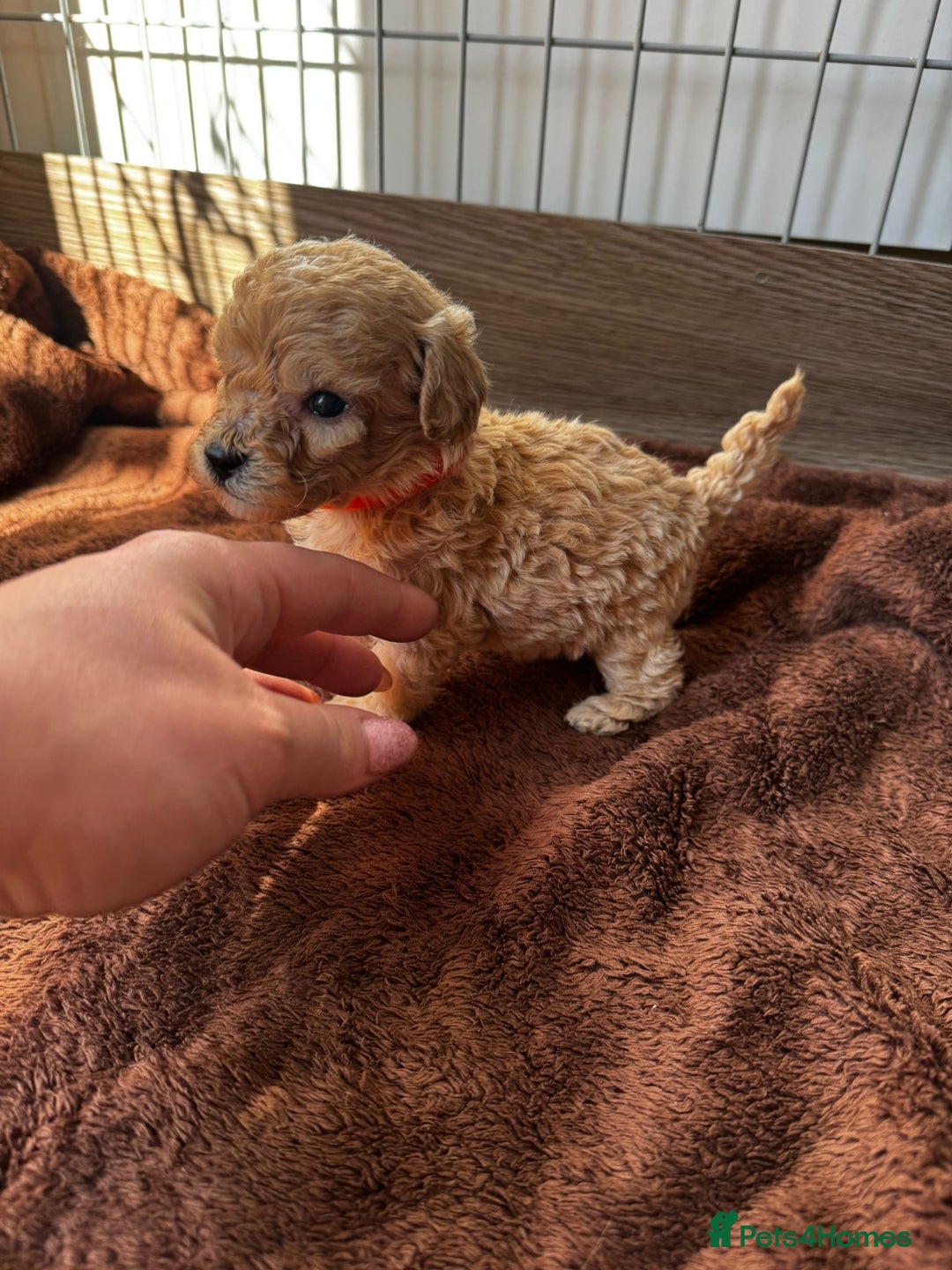 Poochon dogs for sale: Poochon Puppies - Image 11