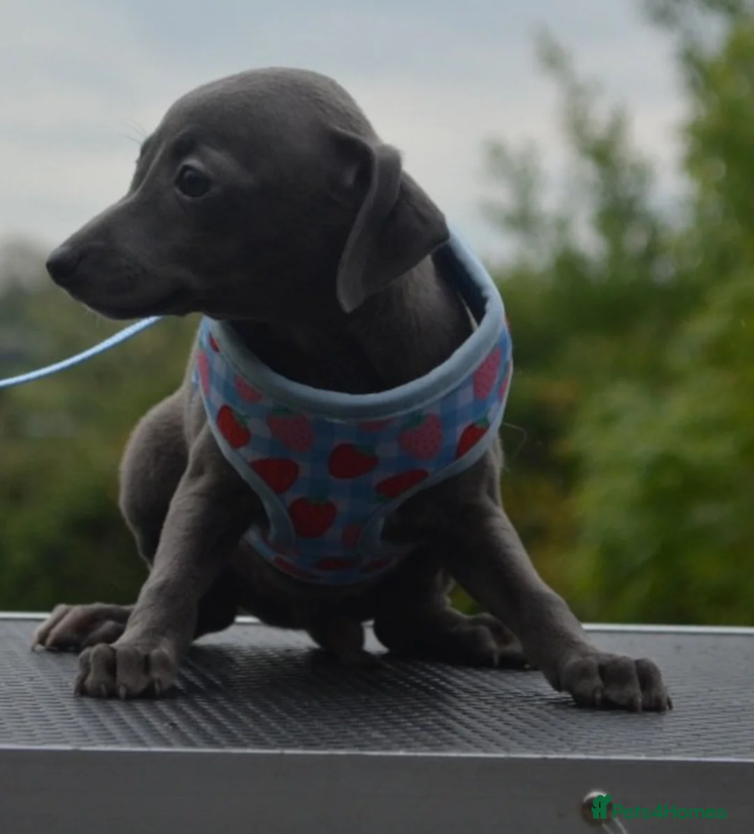 Italian Greyhound dogs for sale: Kc registered Italian greyhound pups  - Advert 2