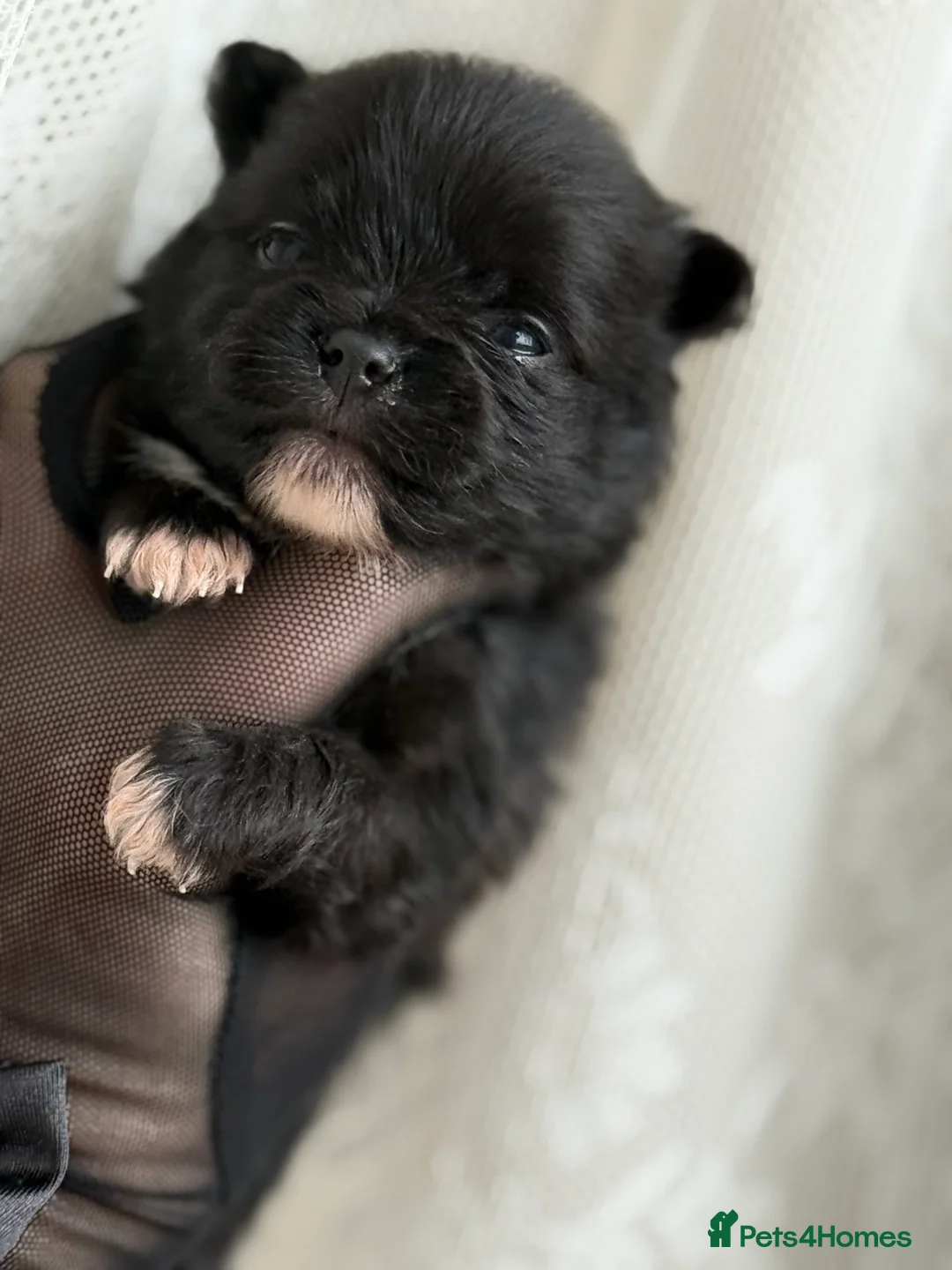 Pomeranian dogs for sale: Black and cream puppies - Advert 14