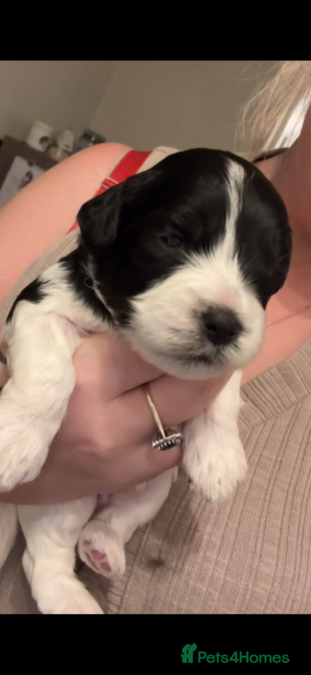 Mixed Breed dogs for sale: Mixed breed puppies  - Image 7