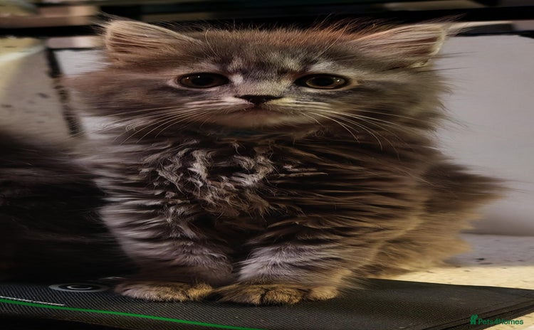 Maine Coon cats - Advert 3