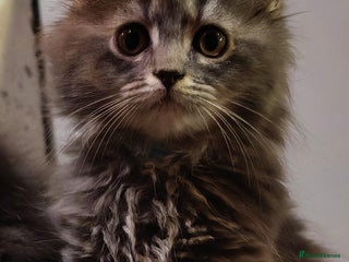 Maine Coon cats - Advert 5