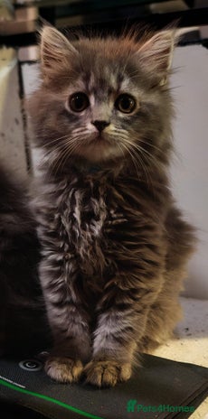 Maine Coon cats - Advert 3