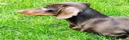 Miniature Dachshund dogs for stud: STUNNING MINIATURE DACHSHUND AVAILABLE AT STUD in Grays - Advert 7