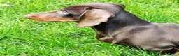 Miniature Dachshund dogs for stud: STUNNING MINIATURE DACHSHUND AVAILABLE AT STUD in Grays - Advert 7