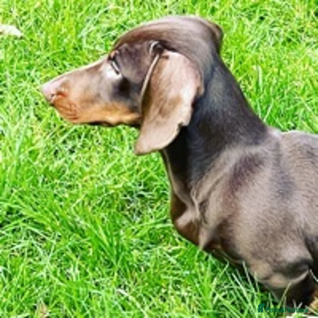 Miniature Dachshund dogs for stud: STUNNING MINIATURE DACHSHUND AVAILABLE AT STUD in Grays - Advert 7