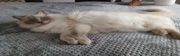Ragdoll cats for sale: Beautiful Lilac Colourpoint Female  in Burton-on-Trent - Advert 22