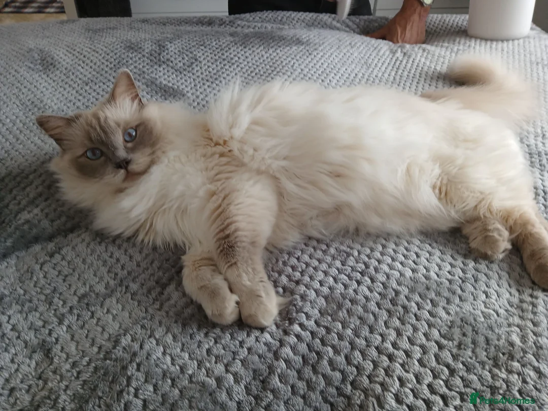 Ragdoll cats for sale: Beautiful Lilac Colourpoint Female  in Burton-on-Trent - Advert 22