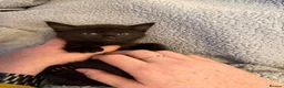 Mixed Breed cats for sale: Beautiful kittens looking for homes - Advert 14