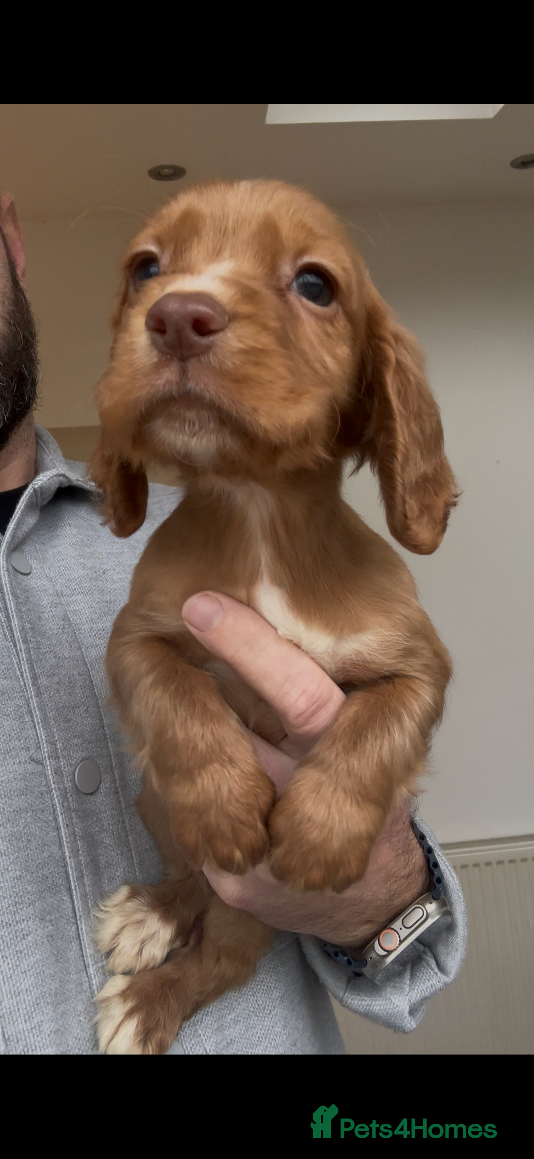 Cocker Spaniel dogs for sale: Last red boy - Ready to leave this week   - Advert 2