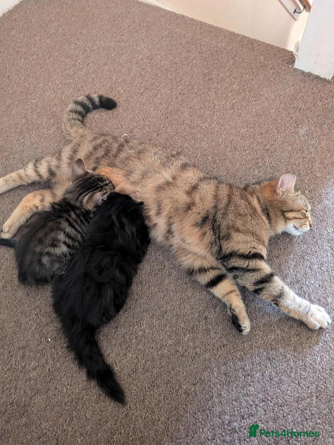 Mixed Breed cats for sale: 2 female kittens available - Advert 4