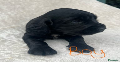 Cocker Spaniel dogs - Advert 9