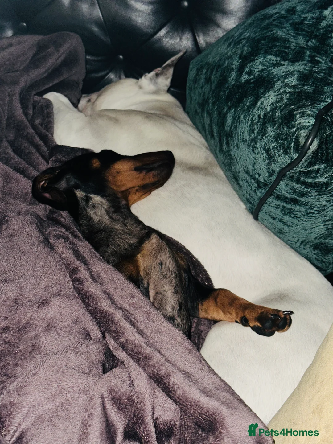 Dachshund dogs for sale: 1 Year Old Boris looking for his forever home  - Advert 4