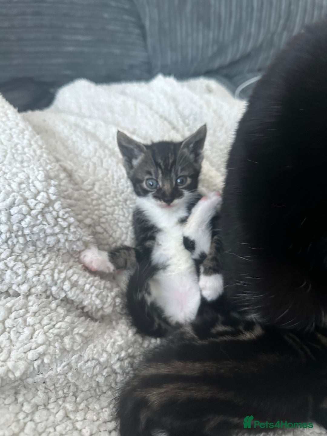 Mixed Breed cats for sale: Female kittens - Advert 4