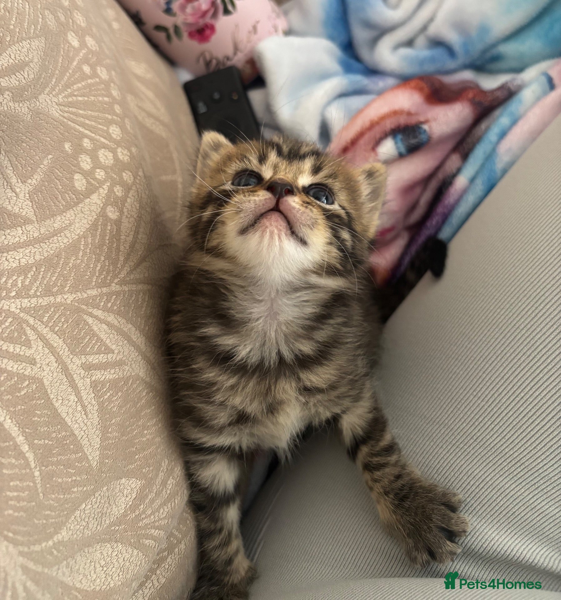 Mixed Breed cats 5 beautiful kittens for new homes - Advert 11