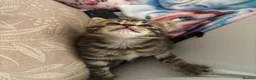 Mixed Breed cats for sale: 5 beautiful kittens for new homes - Advert 1