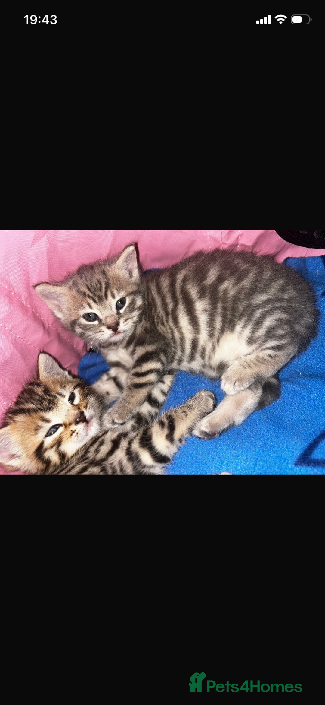 Savannah cats for sale: F4-F5+Savannah Kittens - Advert 8