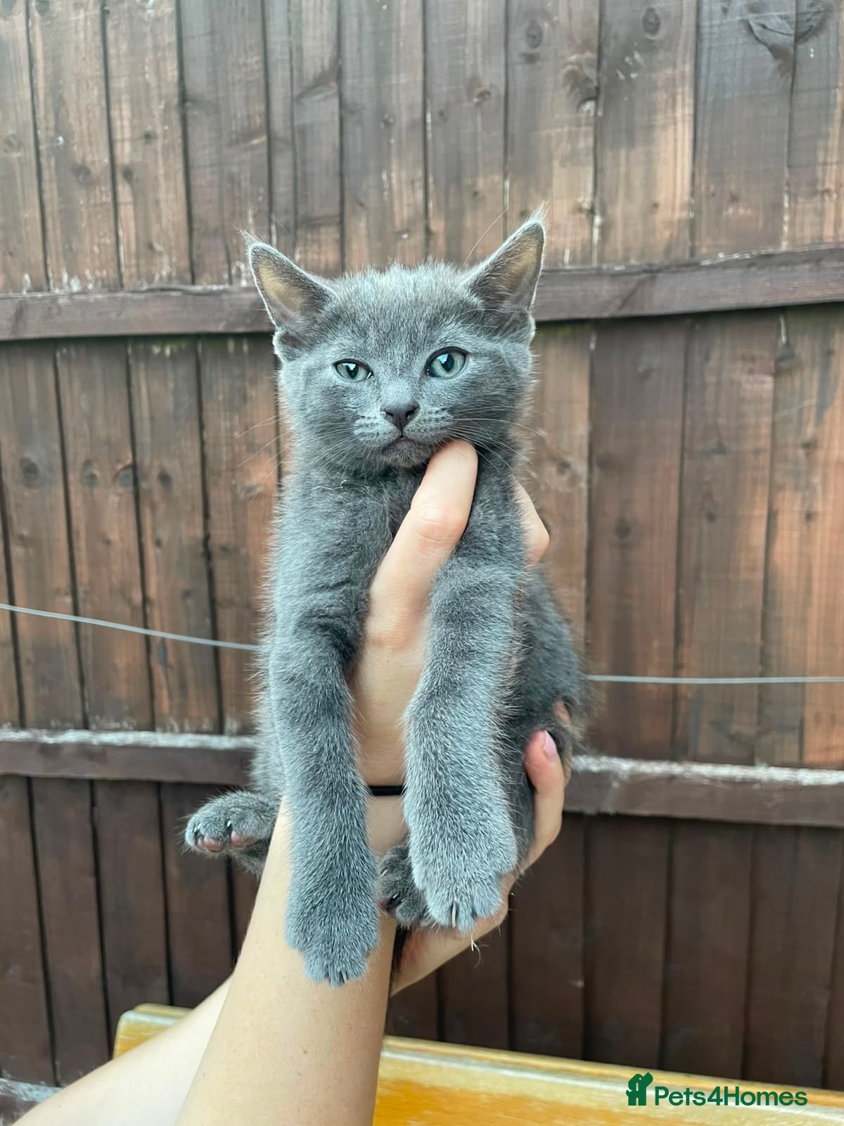 Mixed Breed cats Grey/black kittens looking for forever homes  - Advert 1