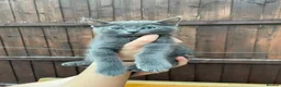 Mixed Breed cats for sale: Grey/black kittens looking for forever homes  - Advert 1