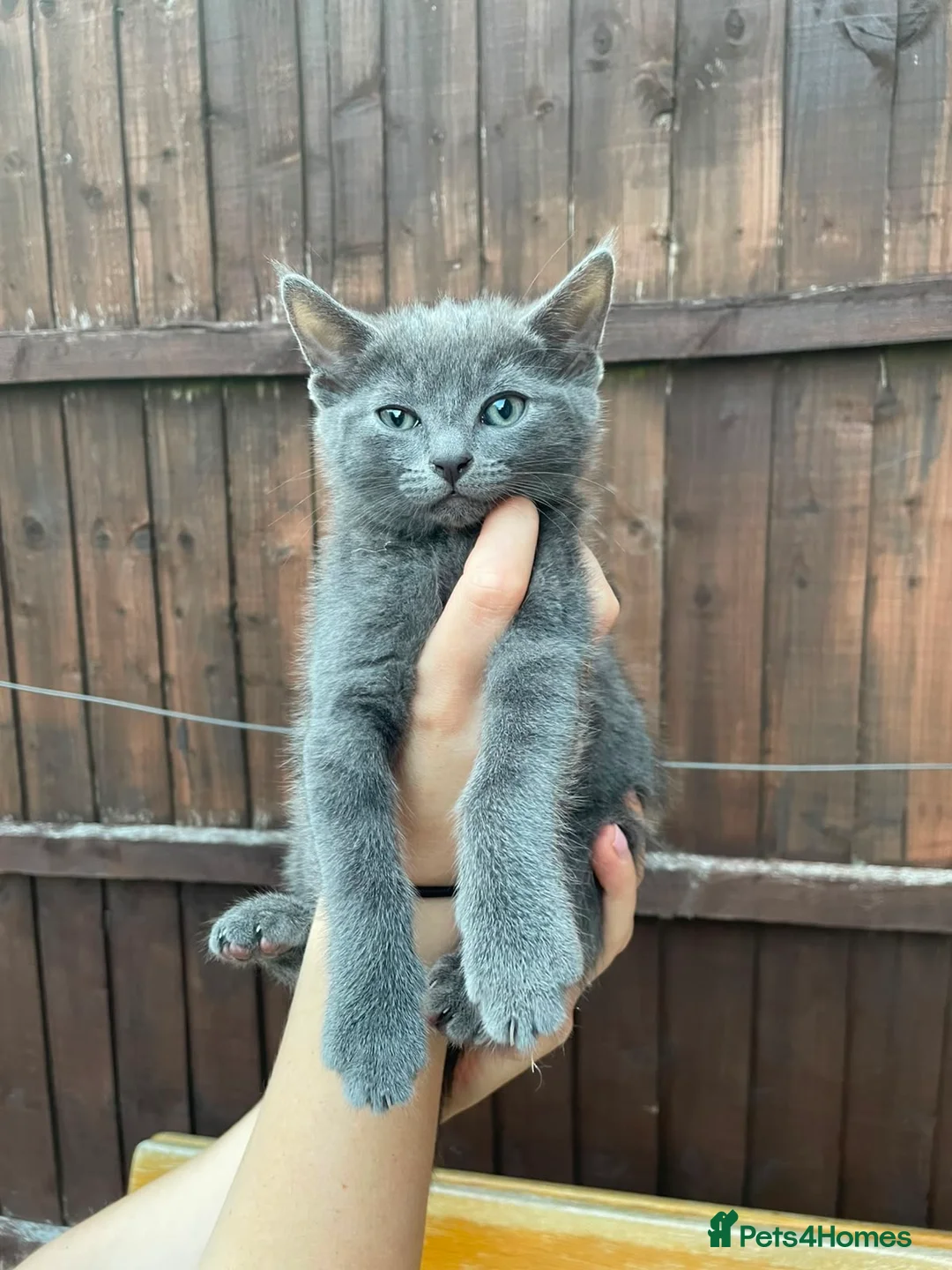 Mixed Breed cats for sale: Grey/black kittens looking for forever homes  - Advert 1