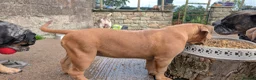 Olde English Bulldogge dogs for sale: Olde English bulldogge  - Advert 7