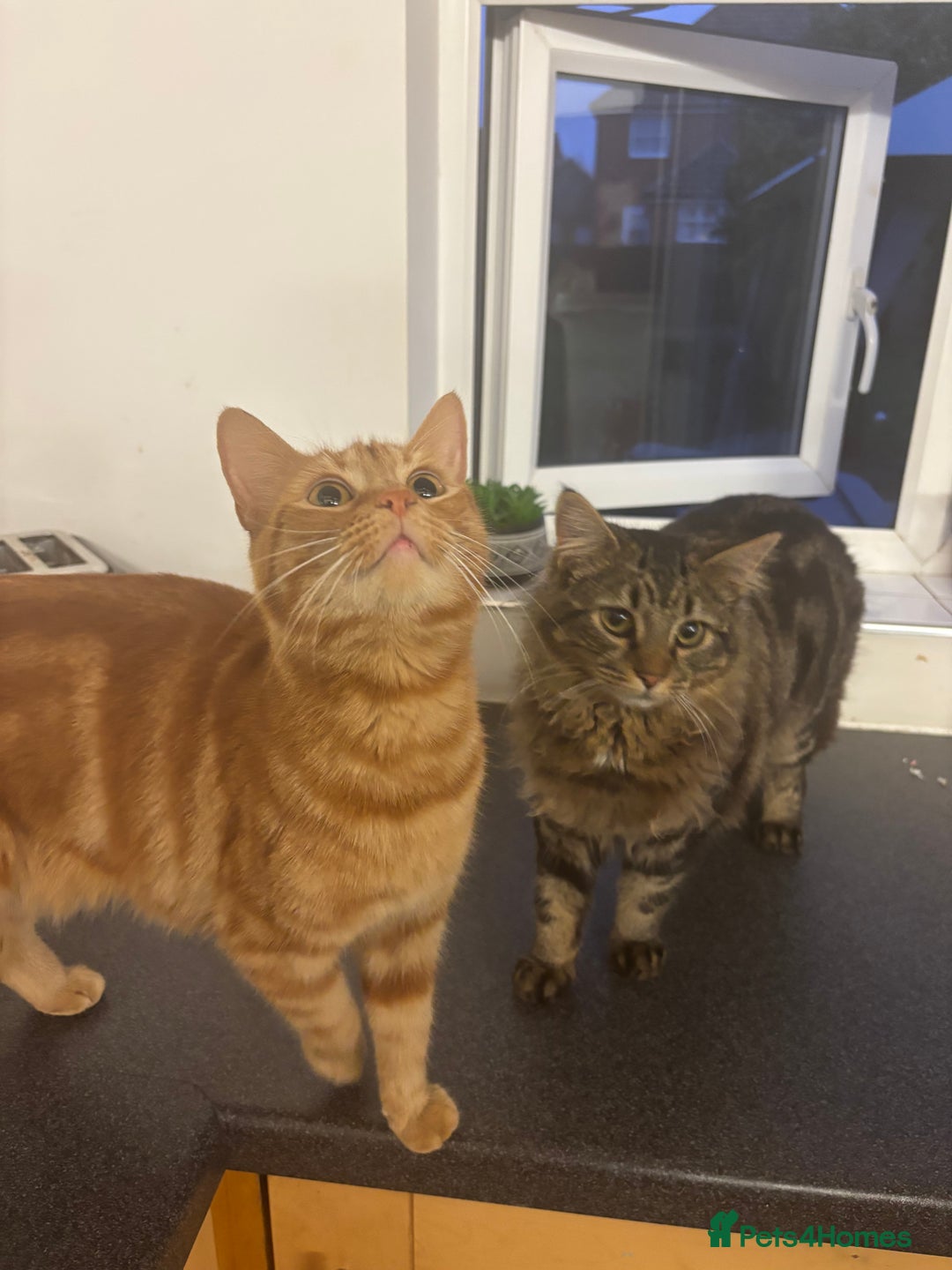 Mixed Breed cats for sale: 2 black males left  - Image 5