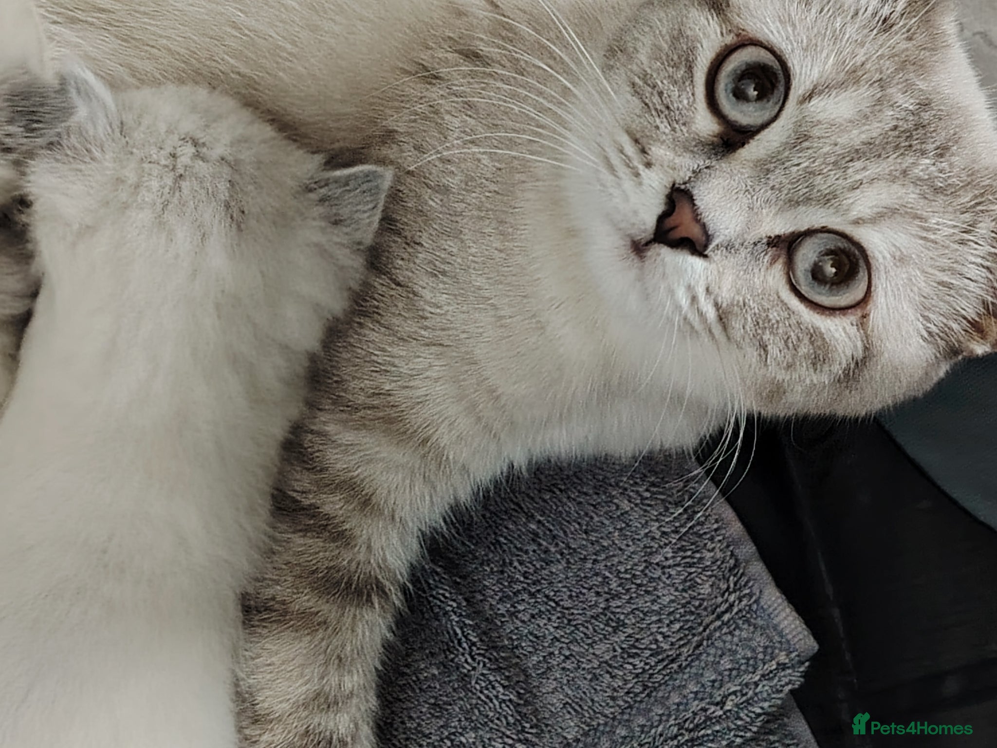 Ragdoll cats Blue Point fluffy Ragdoll kittens  - Advert 15