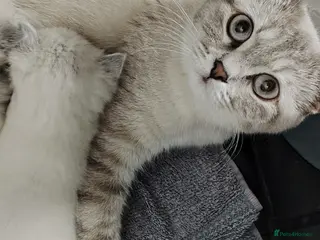 Ragdoll cats Blue Point fluffy Ragdoll kittens - Advert 15