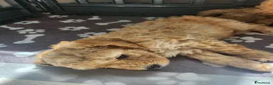 Mixed Breed 3