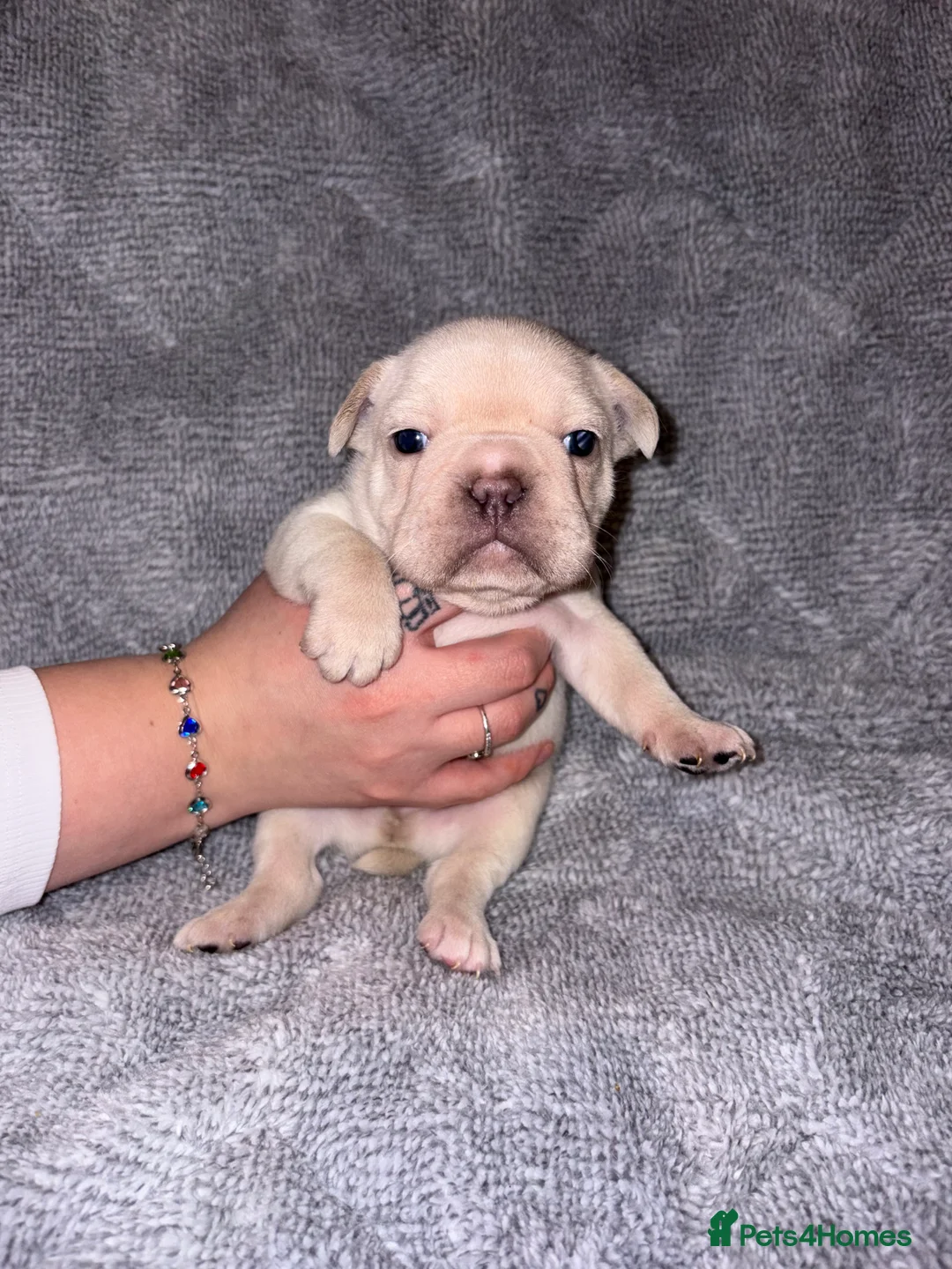 French Bulldog dogs for sale: 🐾French bulldog puppies🐾 ready end of jan - Advert 12