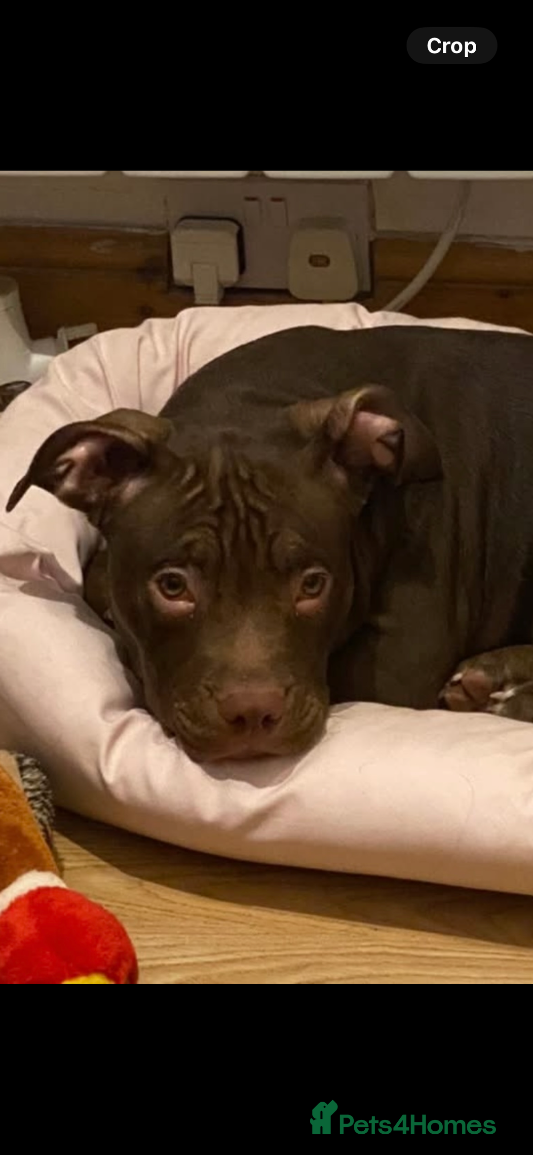 American Bully dogs for sale: Pocket bullies puppies for sale - Image 18