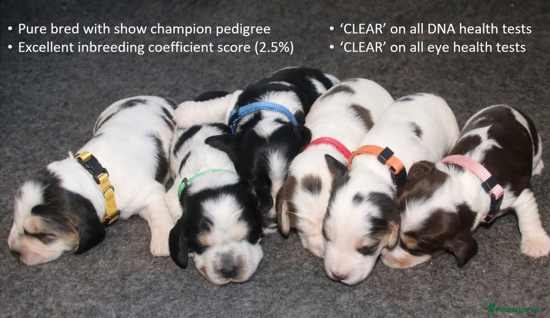 Cocker Spaniel dogs for sale: Stunning Show Cockers. Health Tested/KC Registered - Advert 1