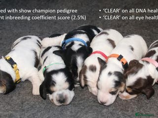 Cocker Spaniel dogs Stunning Show Cockers. Health Tested/KC Registered - Advert 2