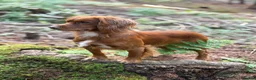 Cocker Spaniel dogs for stud: Extensively health tested. Carries tan. KC reg.  - Advert 2