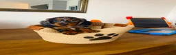 Dachshund dogs for sale: Long Haired Miniature Dachshund  in Neath - Advert 8