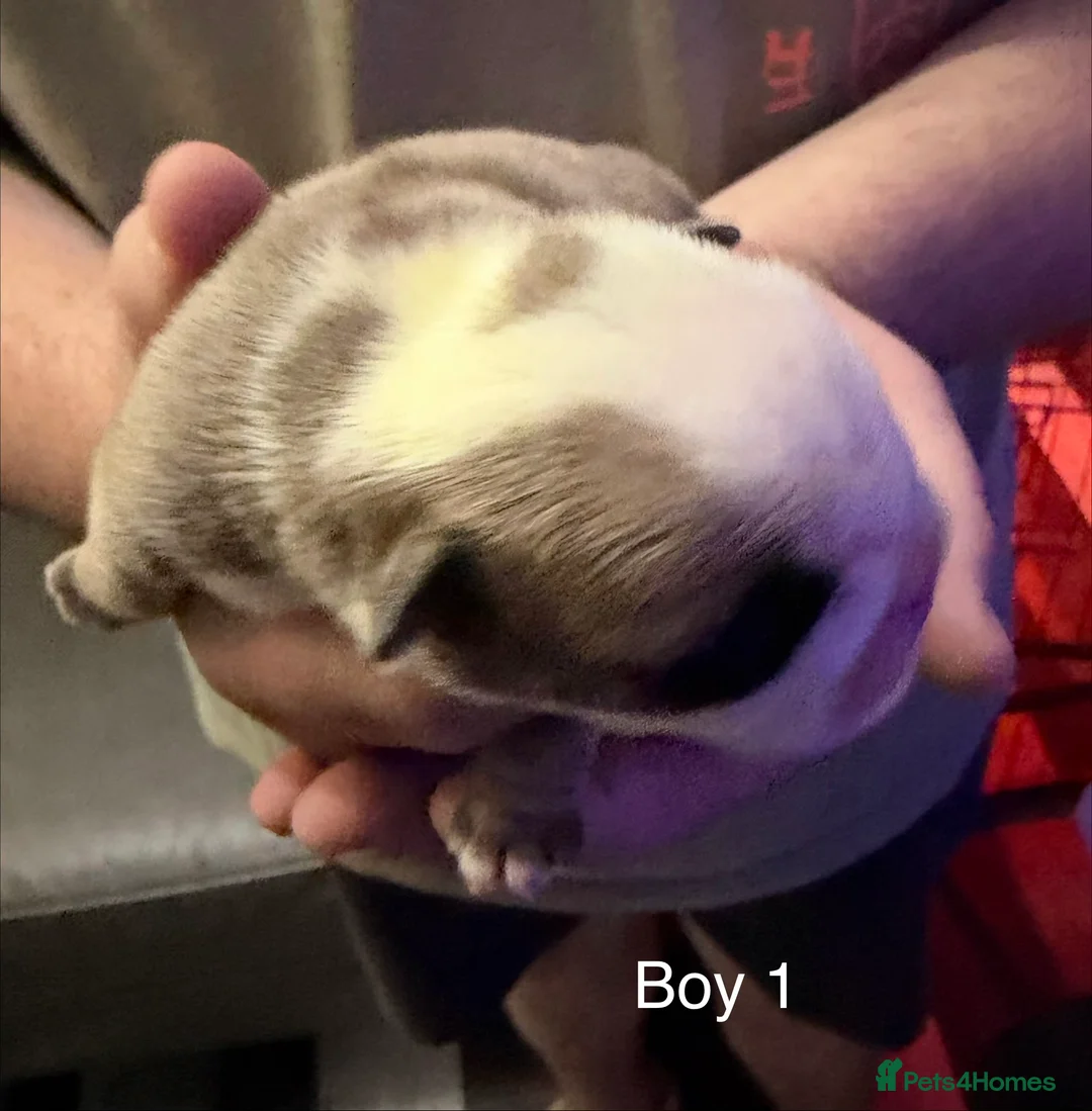 English Bulldog dogs for sale: Beautiful Litter - Health Tested Parents-13 Champs - Advert 2