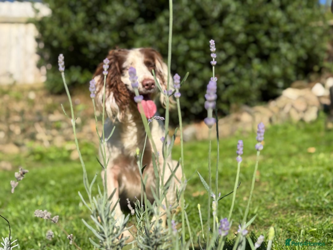 English Springer Spaniel dogs for sale: Hardest Decision Brother and Sister  - Advert 6
